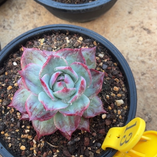 13惊鸿仙子 夏鸣园艺