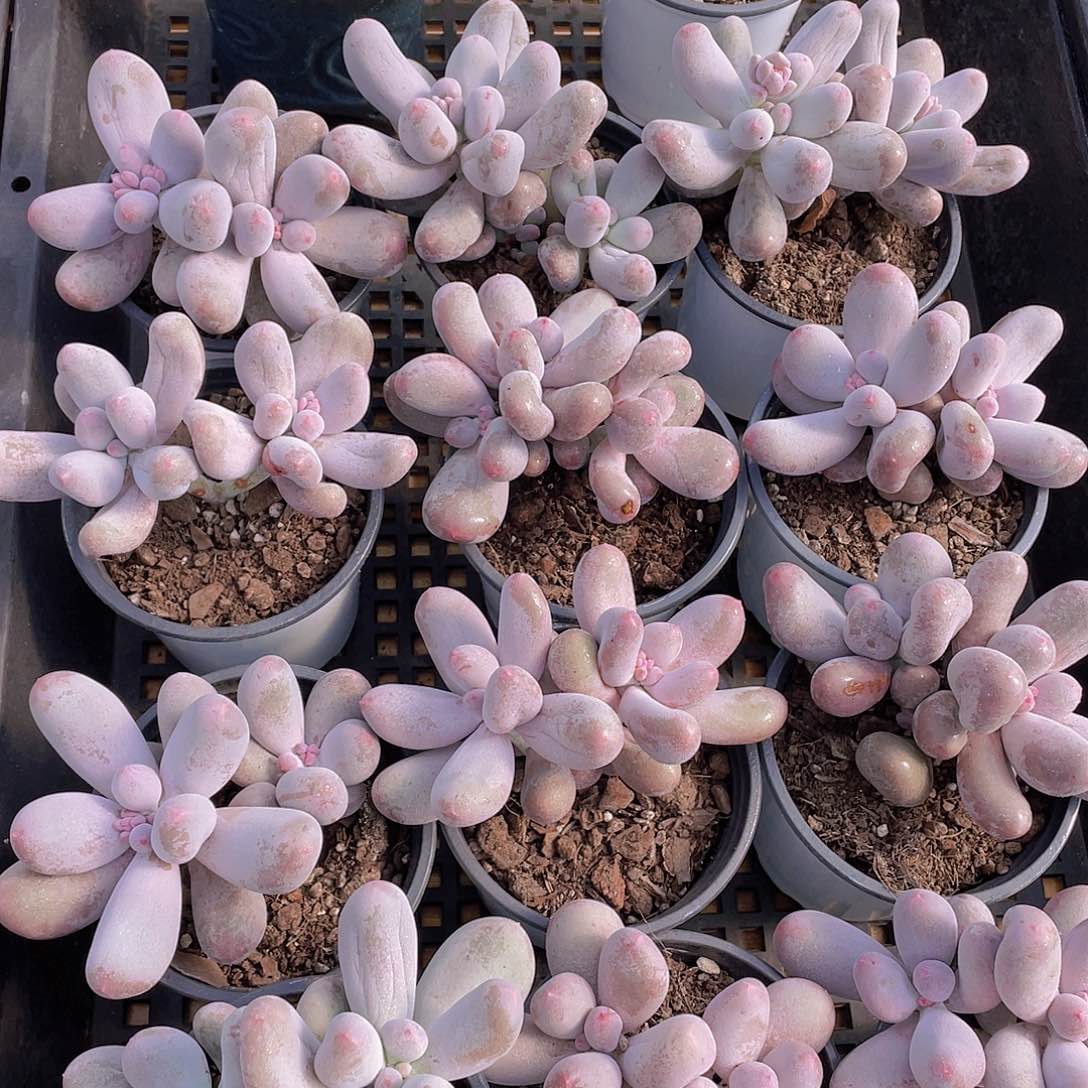 量拍122号 米可奶多肉双头一个