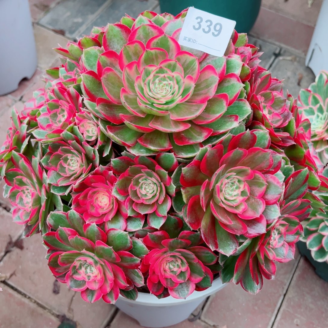 339月华法师多肉植物