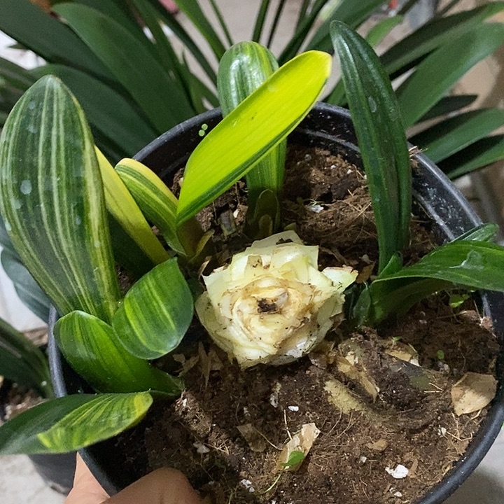 完全开放彩裙：：：：：：：：