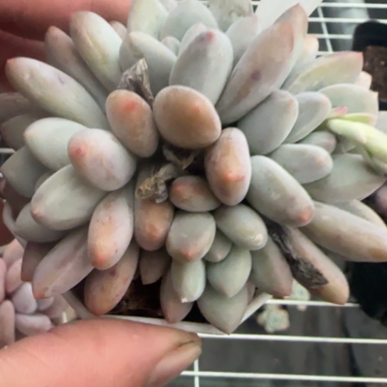 6号香水一物一拍多肉