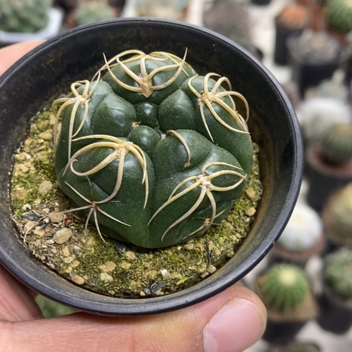 五棱高木海王特价