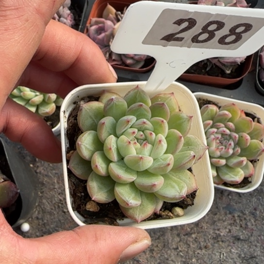 288雪花珍妮多肉植物