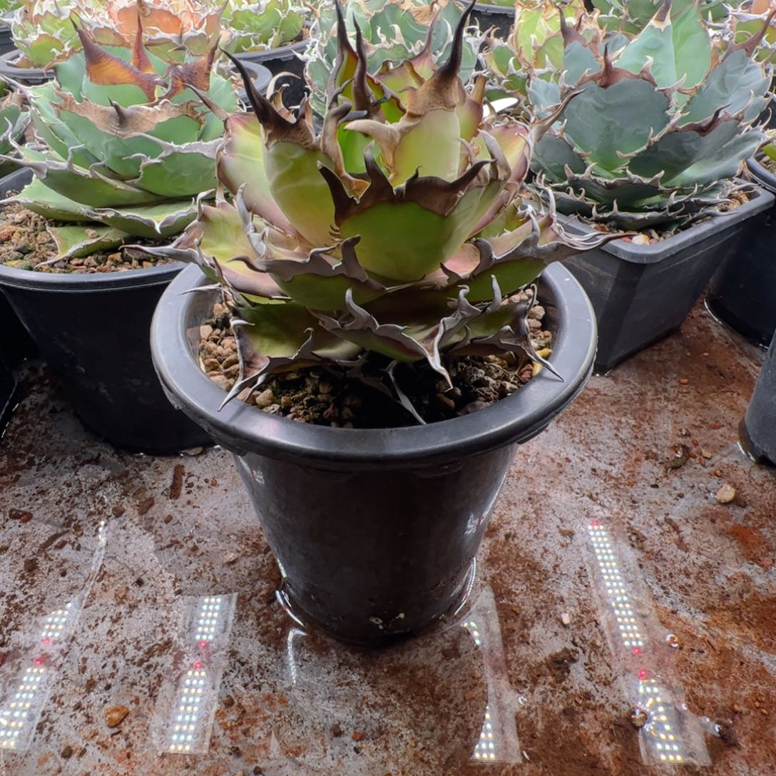 大大大大大大黑帝斯