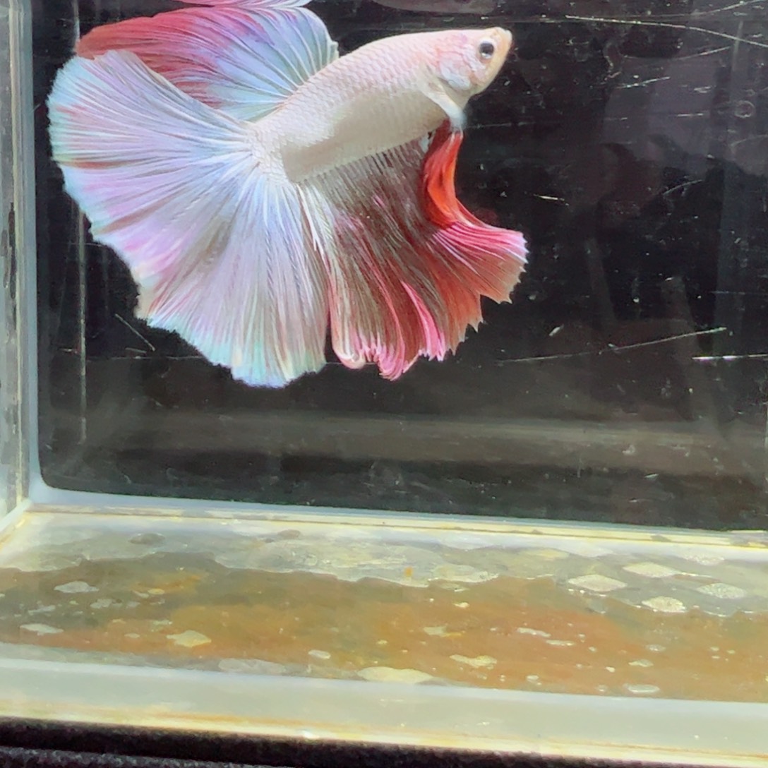 斗鱼浅色特殊尾hhhh