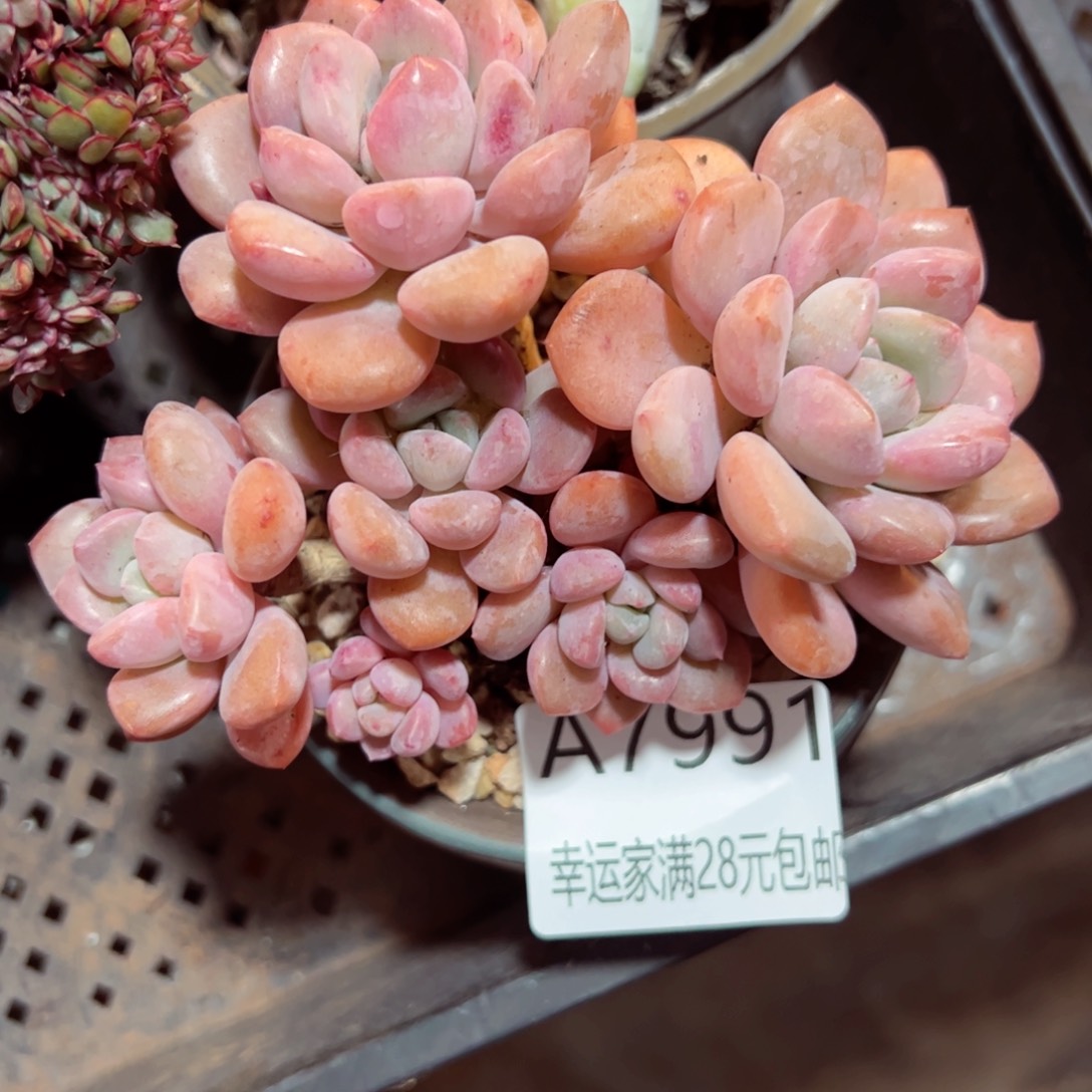 幸运的是我的朋友