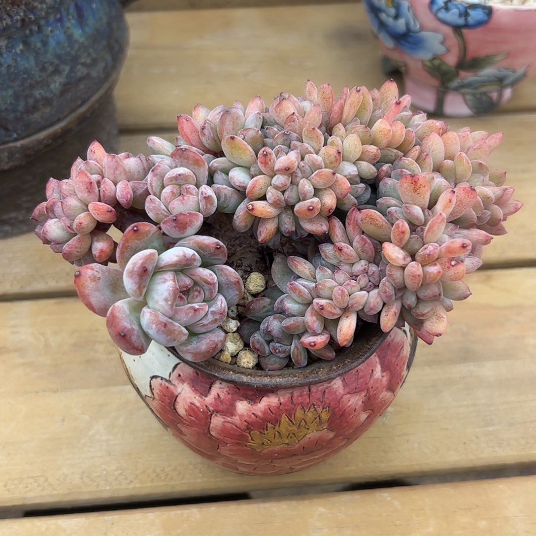 全明星缀化zzzzzz