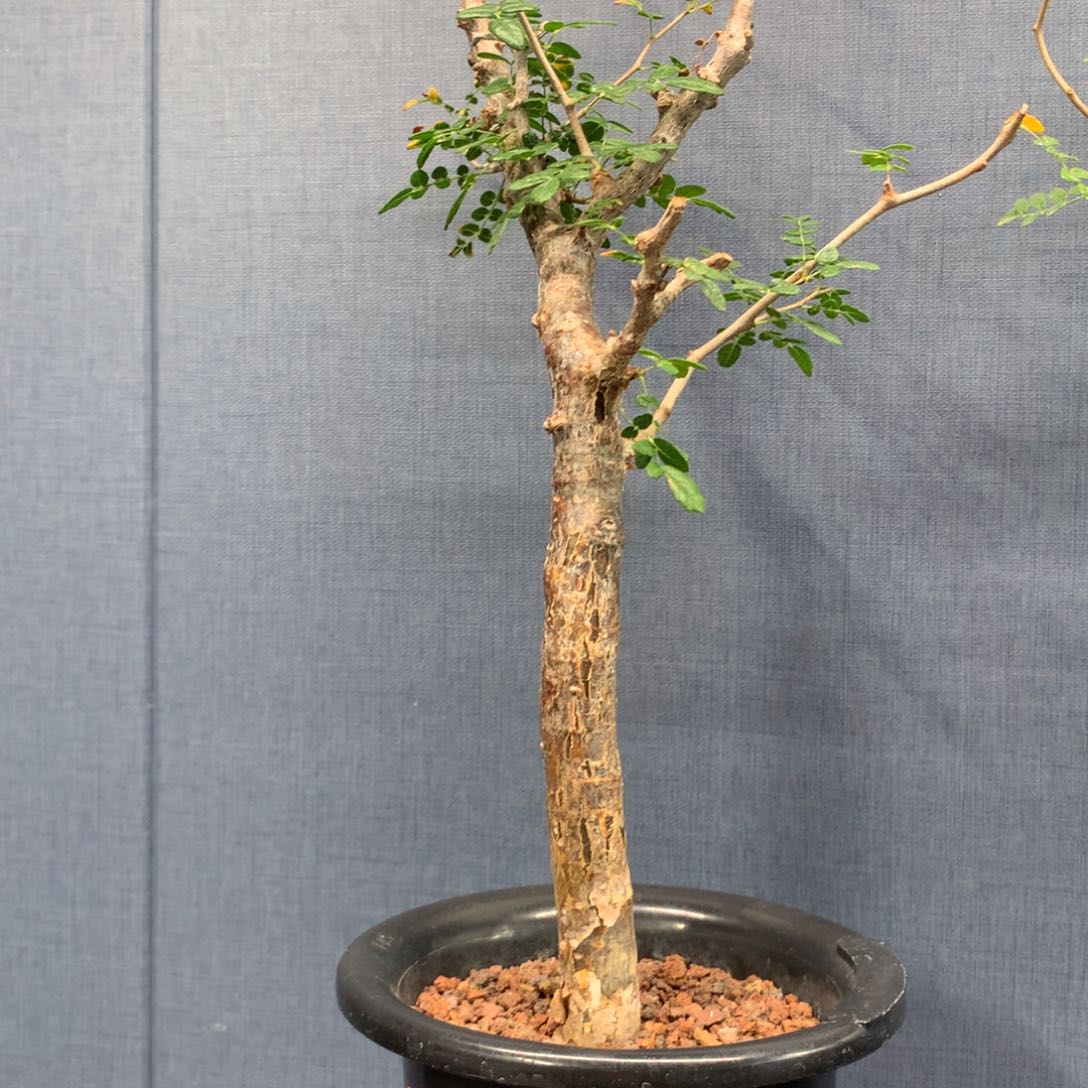 滔天橄榄产地熟桩