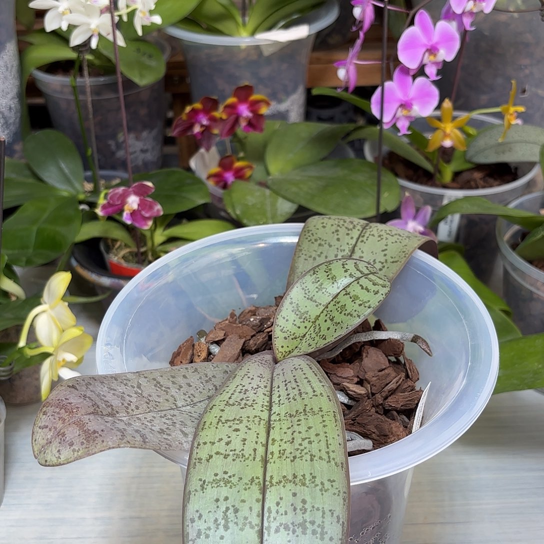 刘***哥当前无花栽培后可以开花东方明珠