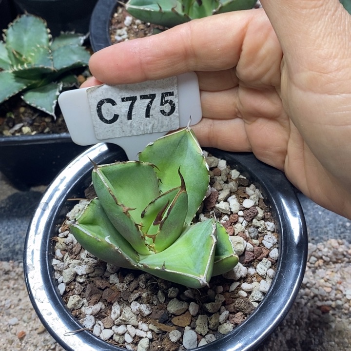 胖*福利圣剑一颗如图！！！！