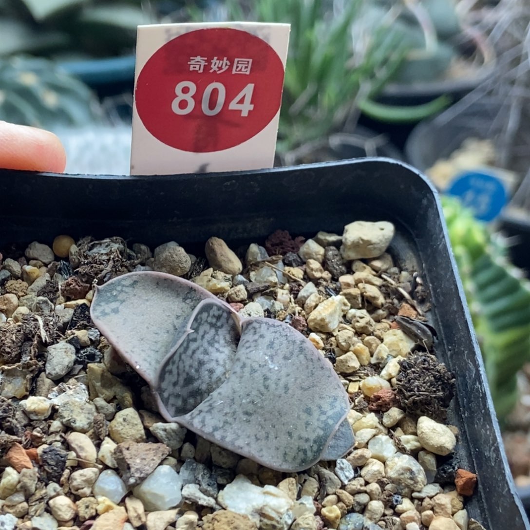 实生恐龙丸一颗仙人球