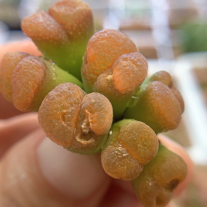 005特特特特肉锥植物