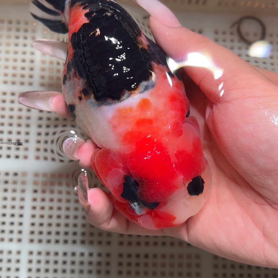 泥***路金鱼拍包装包邮，不该包装运费到付