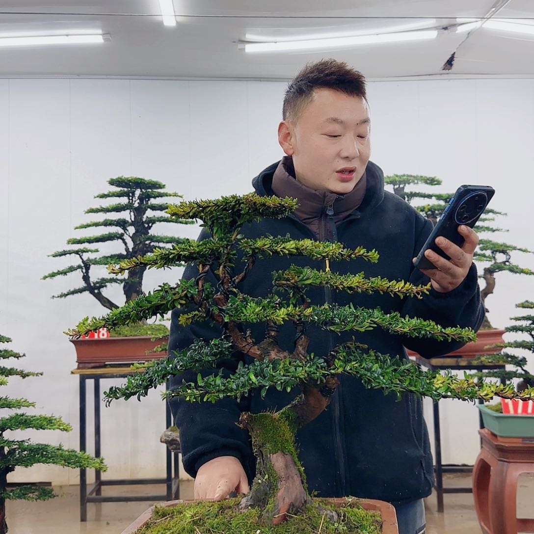 盆景制作过程非常