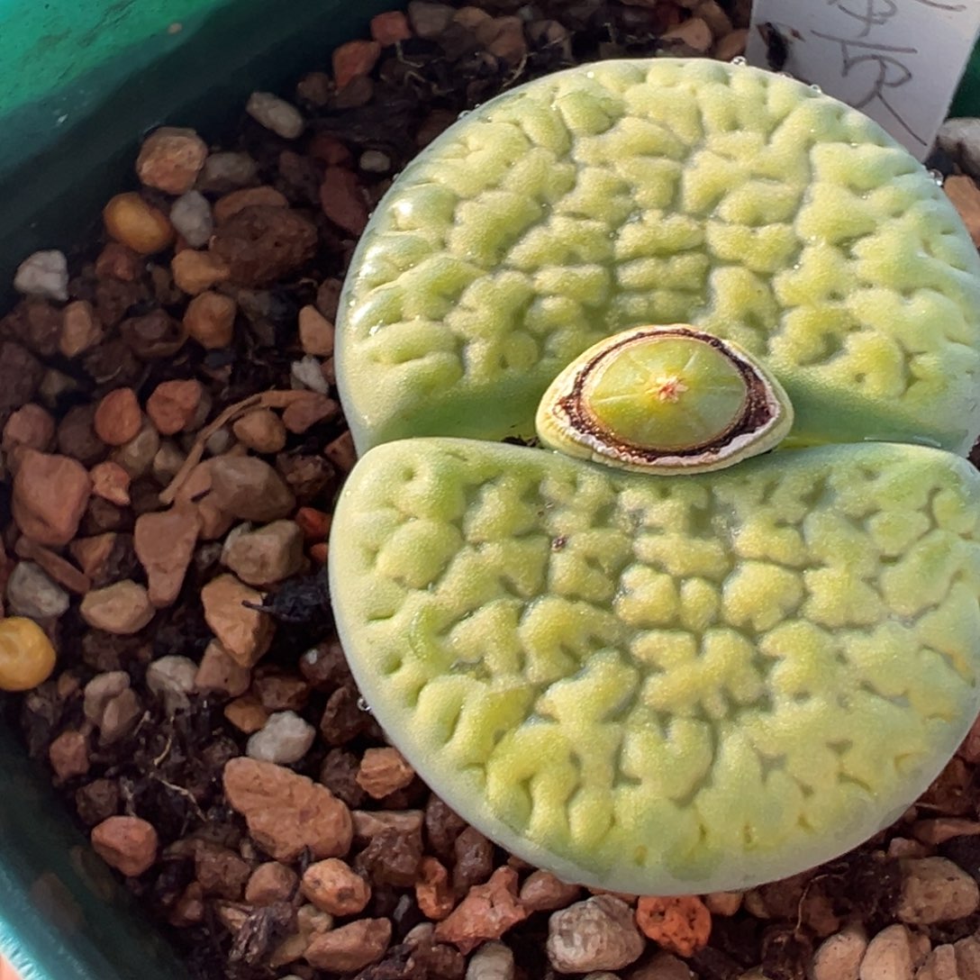 8年脑纹绿富贵多肉植物