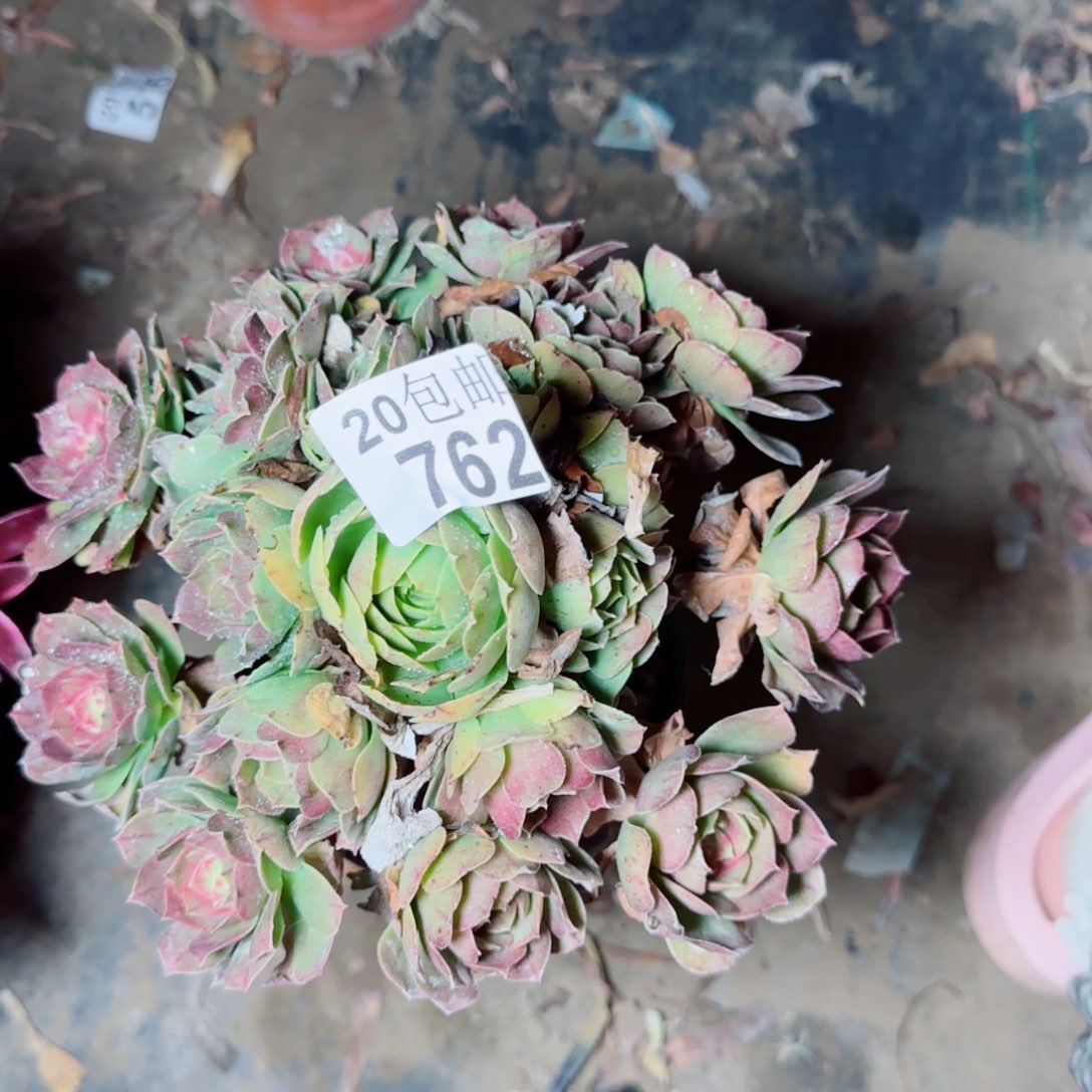 沙拉万多肉762满20包邮断枝不包