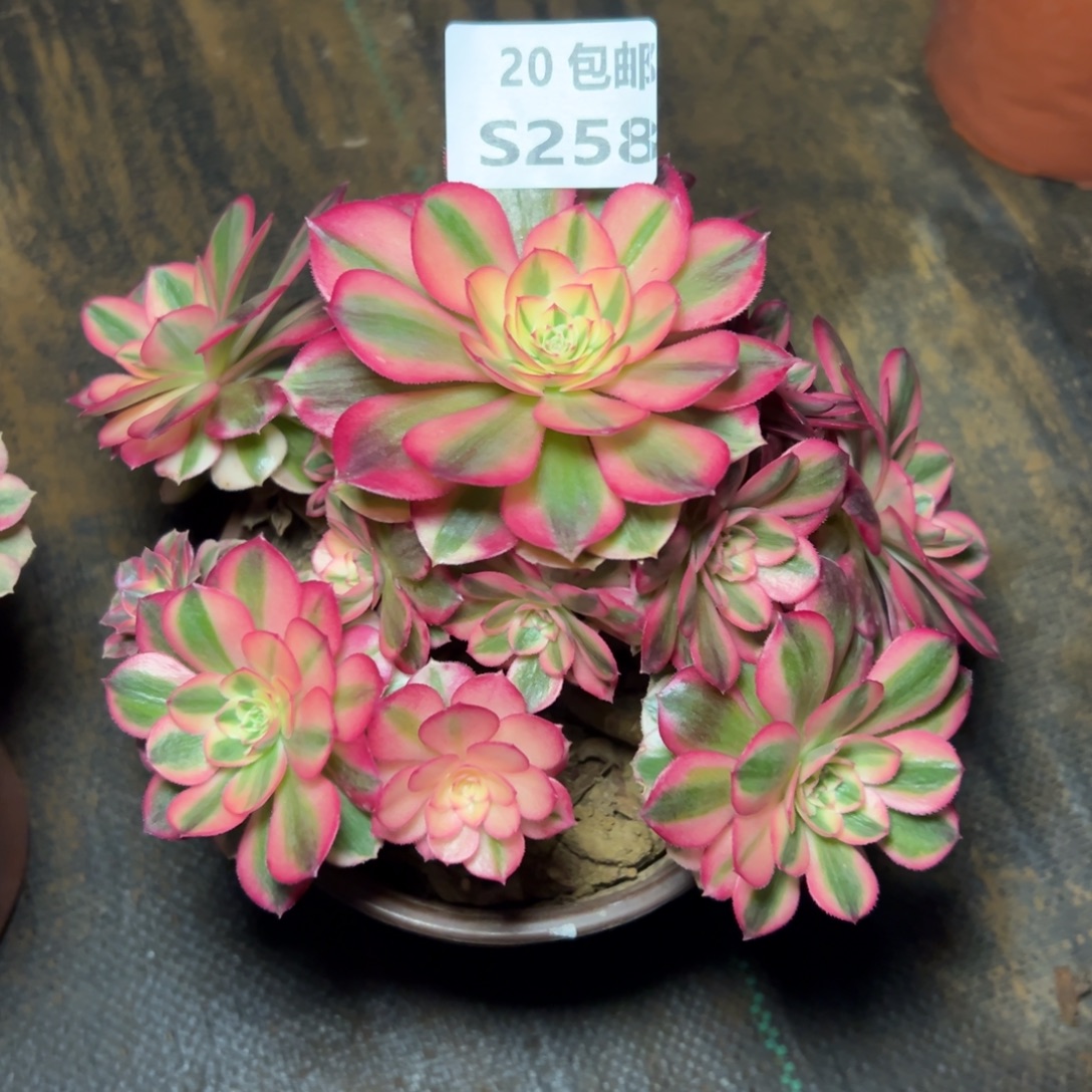 258倾城，满20包邮