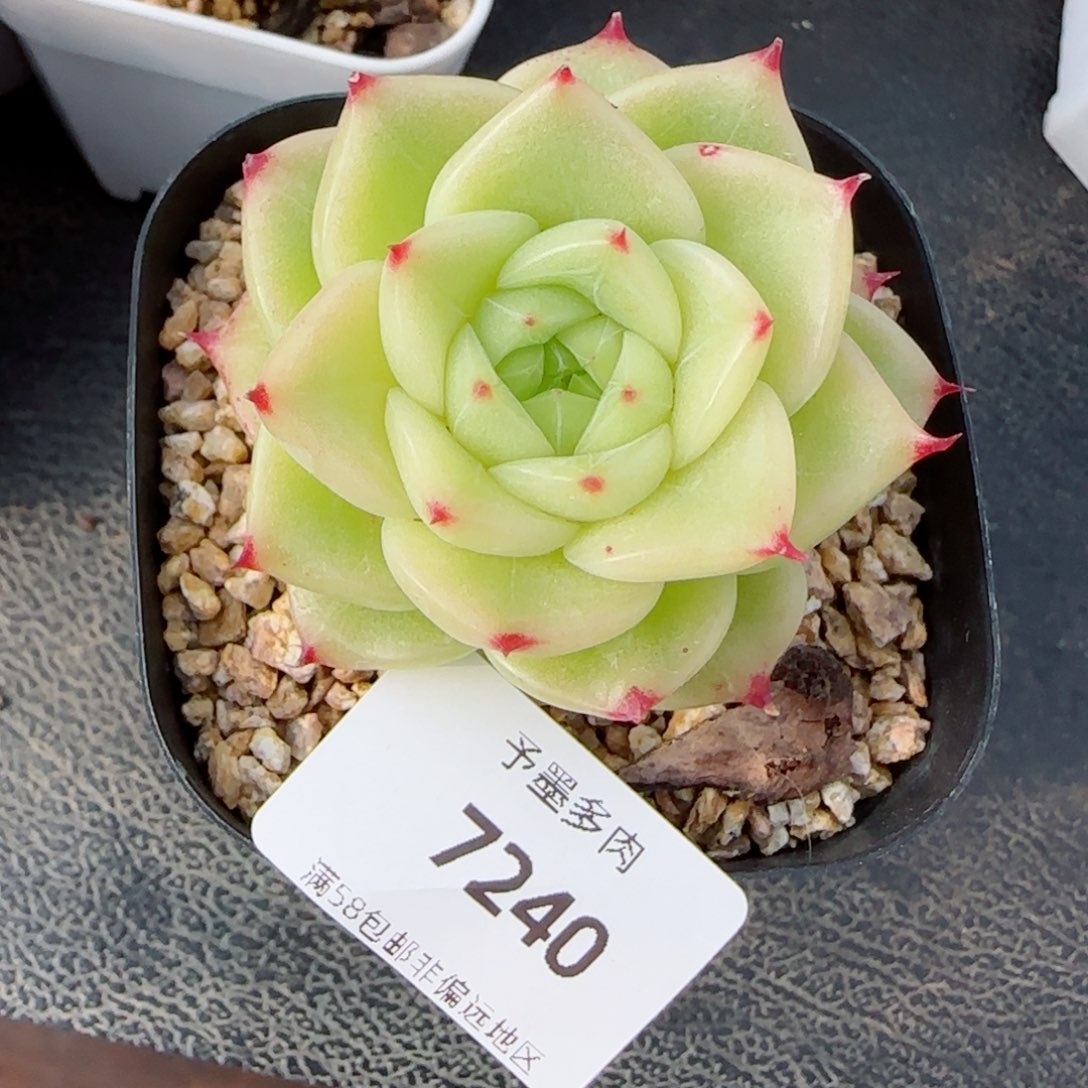 杜若珍妮，7240多肉植物