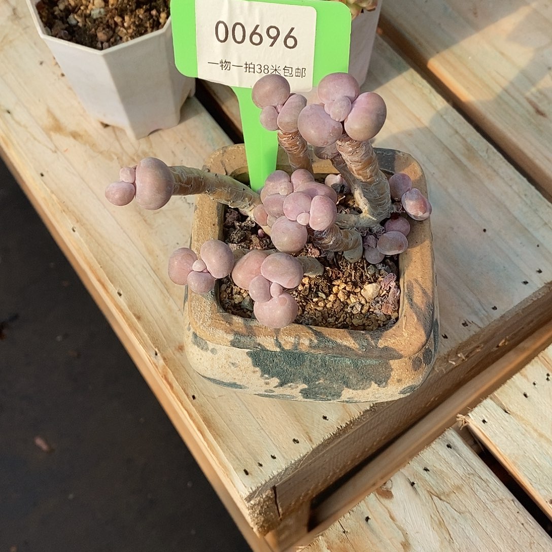 696咯就来咯哦哦哦哦哦哦