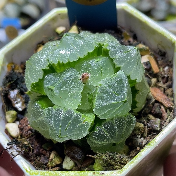 583冰墩墩特选福利一物