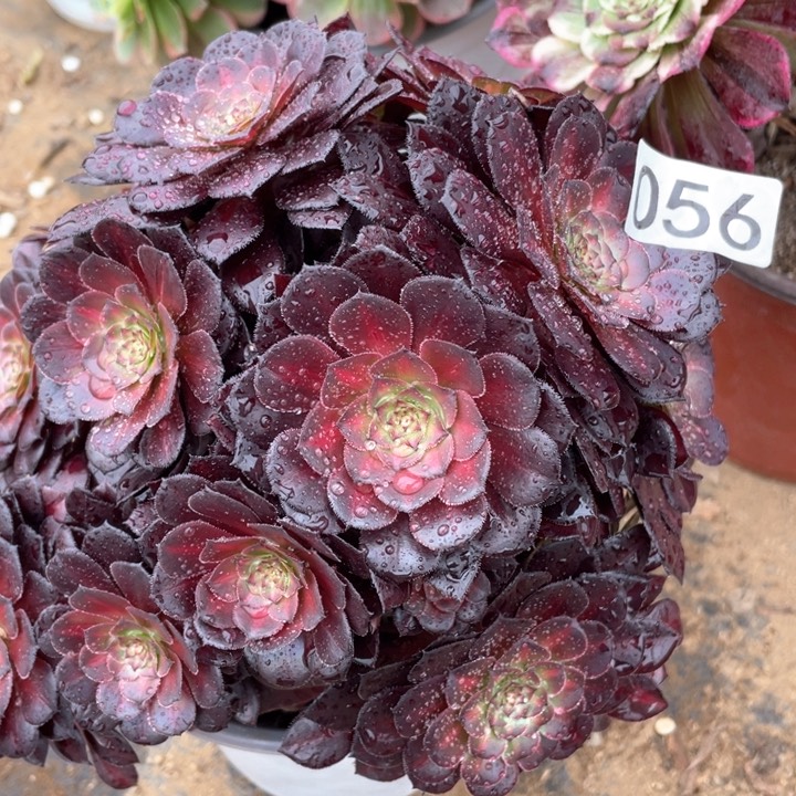 056多肉植物黑铜中斑