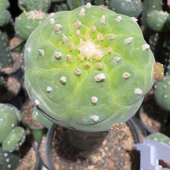 仙人球仙人球螺旋苗接