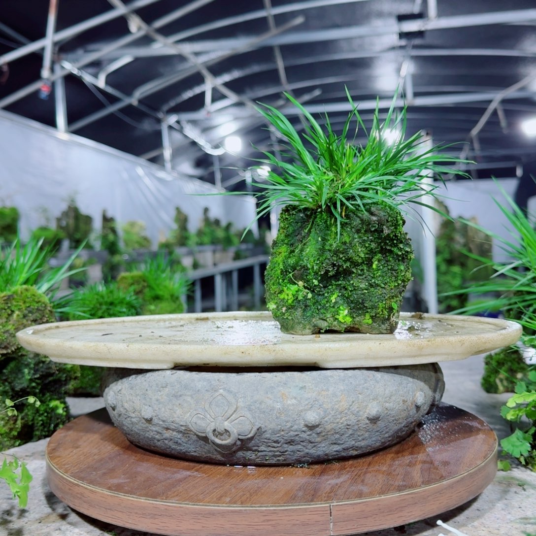 无花朵菖蒲吴定附石菖蒲