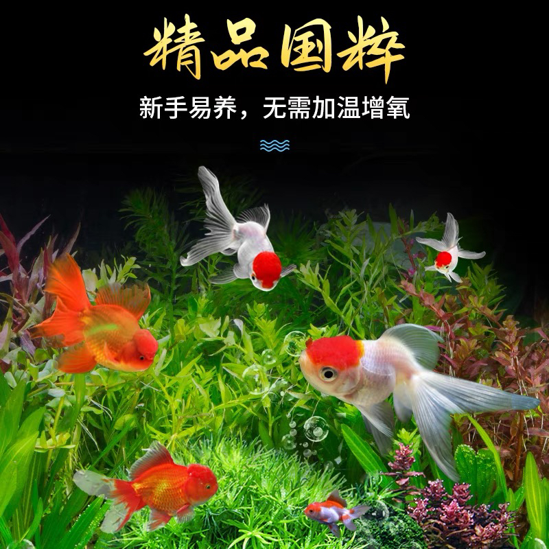金鱼9条 6-8公分 精品 包邮 不指定颜色