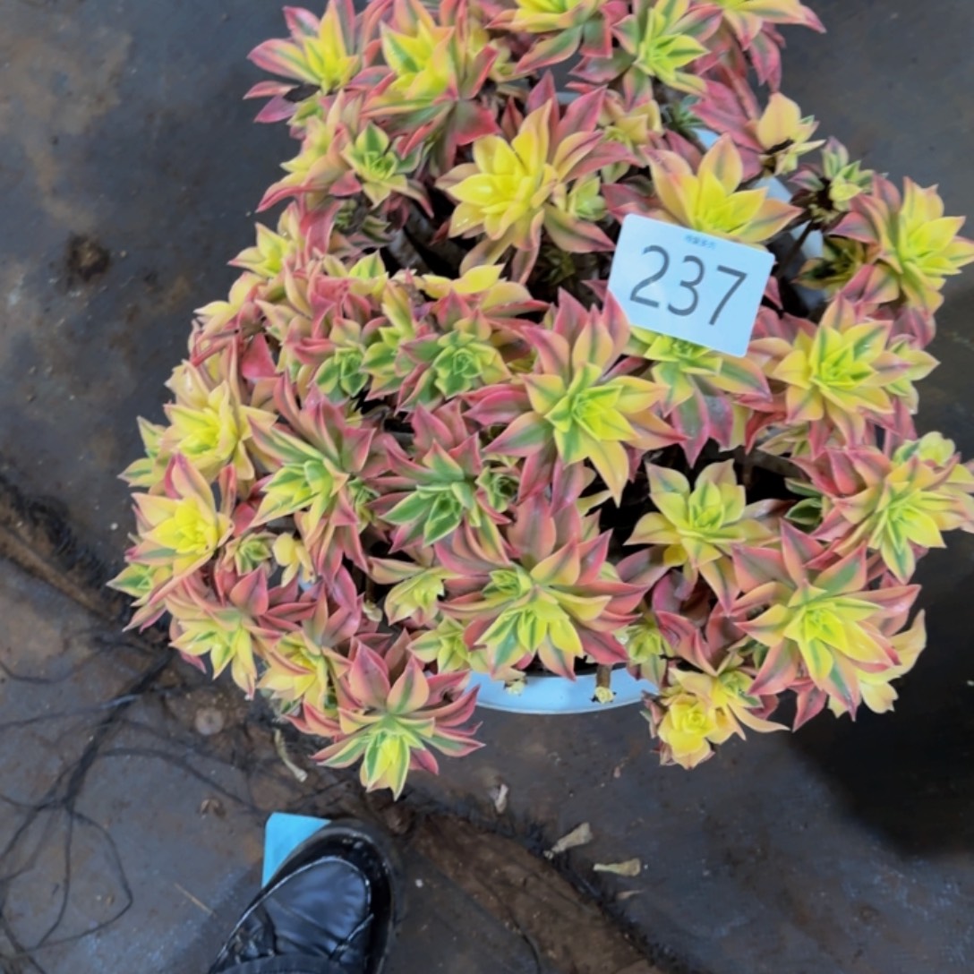 蓝***莲哈哈多肉葡萄福利237