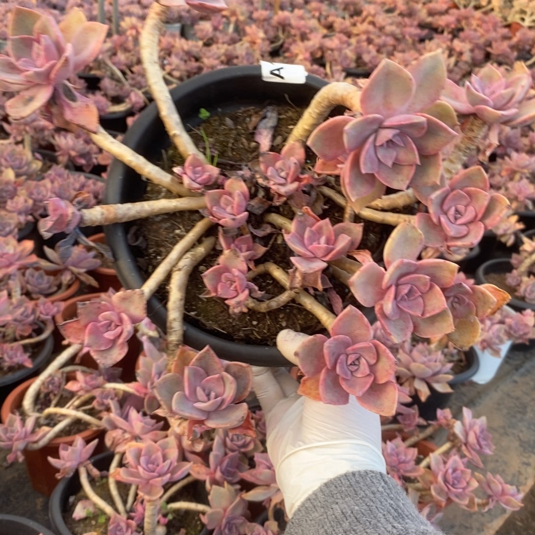 162中国初恋一物一拍