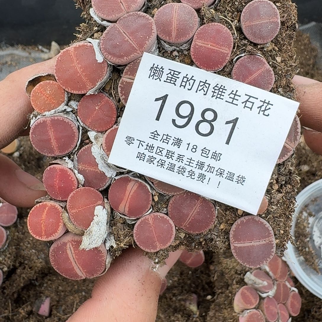 敬***敬1981 哈哈哈哈哈哈哈哈