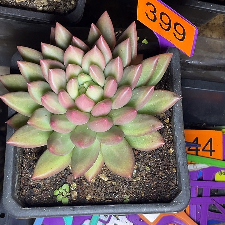 用***寒多肉植物米其林399