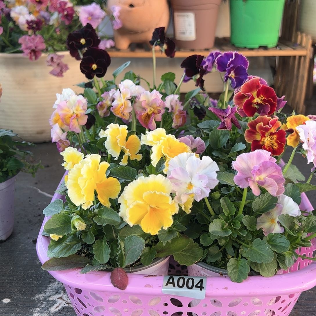 【闪购商品】004号