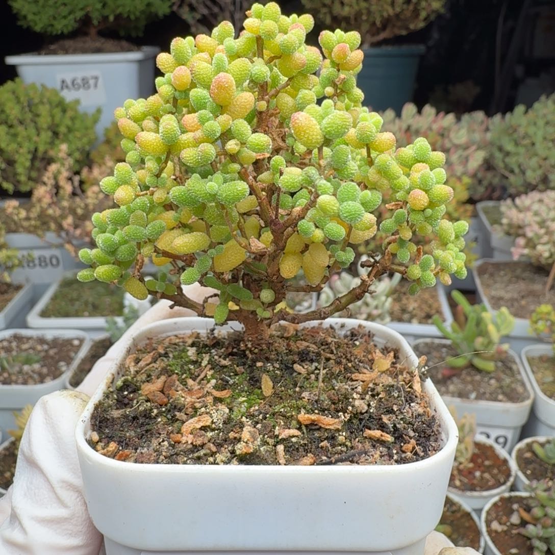 A950金桔糖球一物一拍