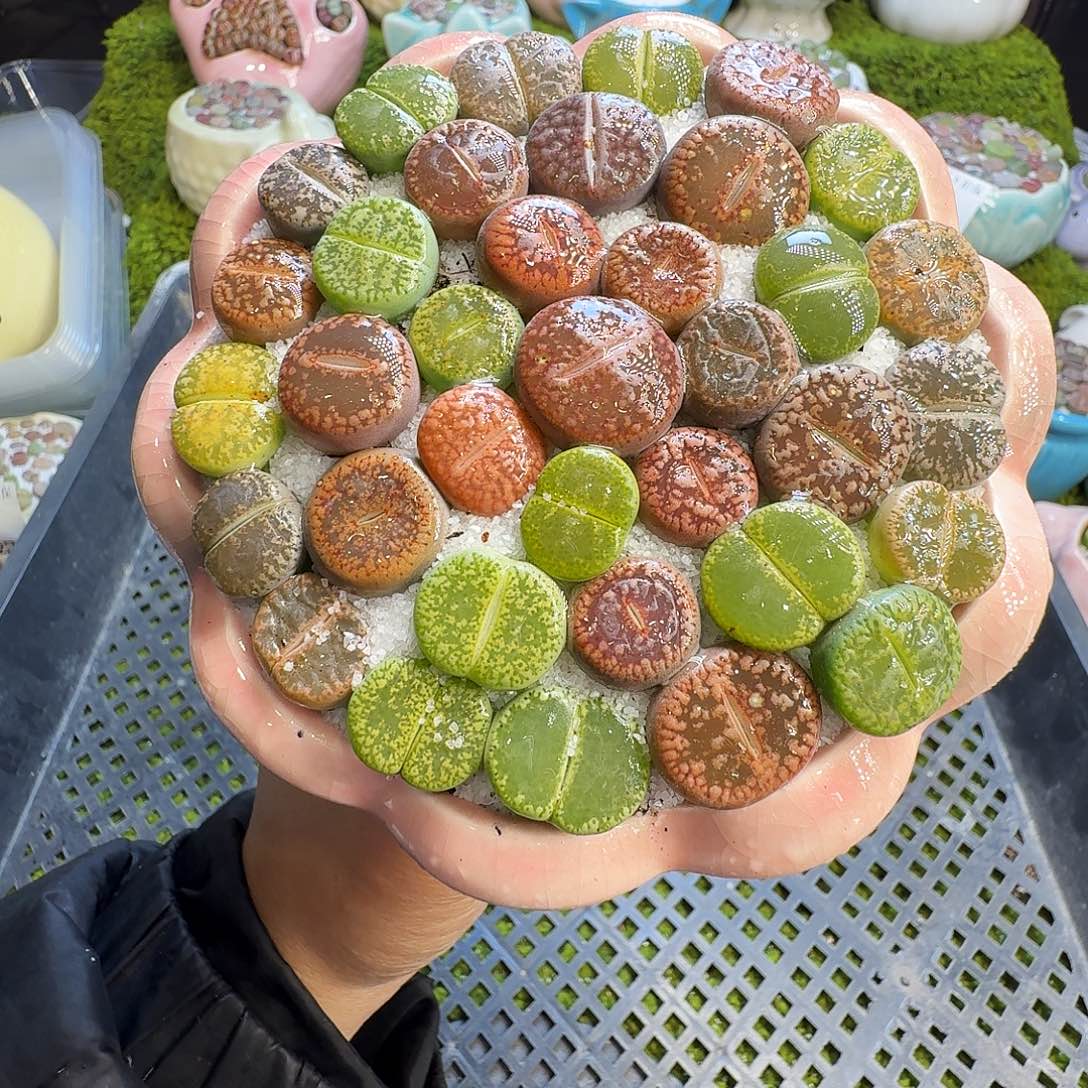 多肉植物福利冲1358