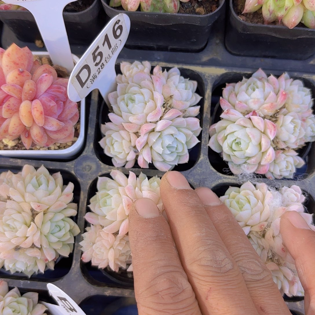 D516白月影一物一拍