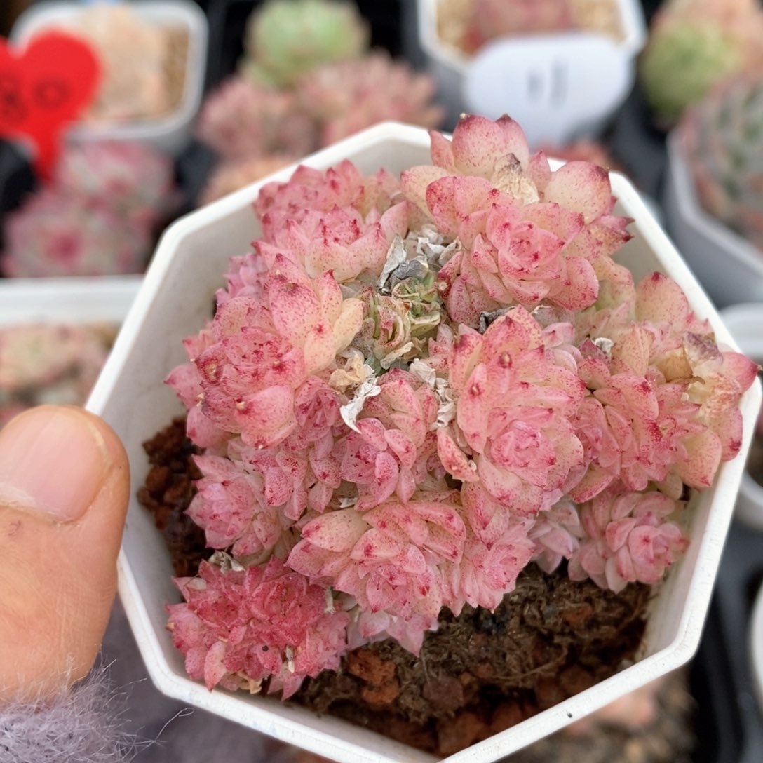 精品多肉一物一拍不包整309