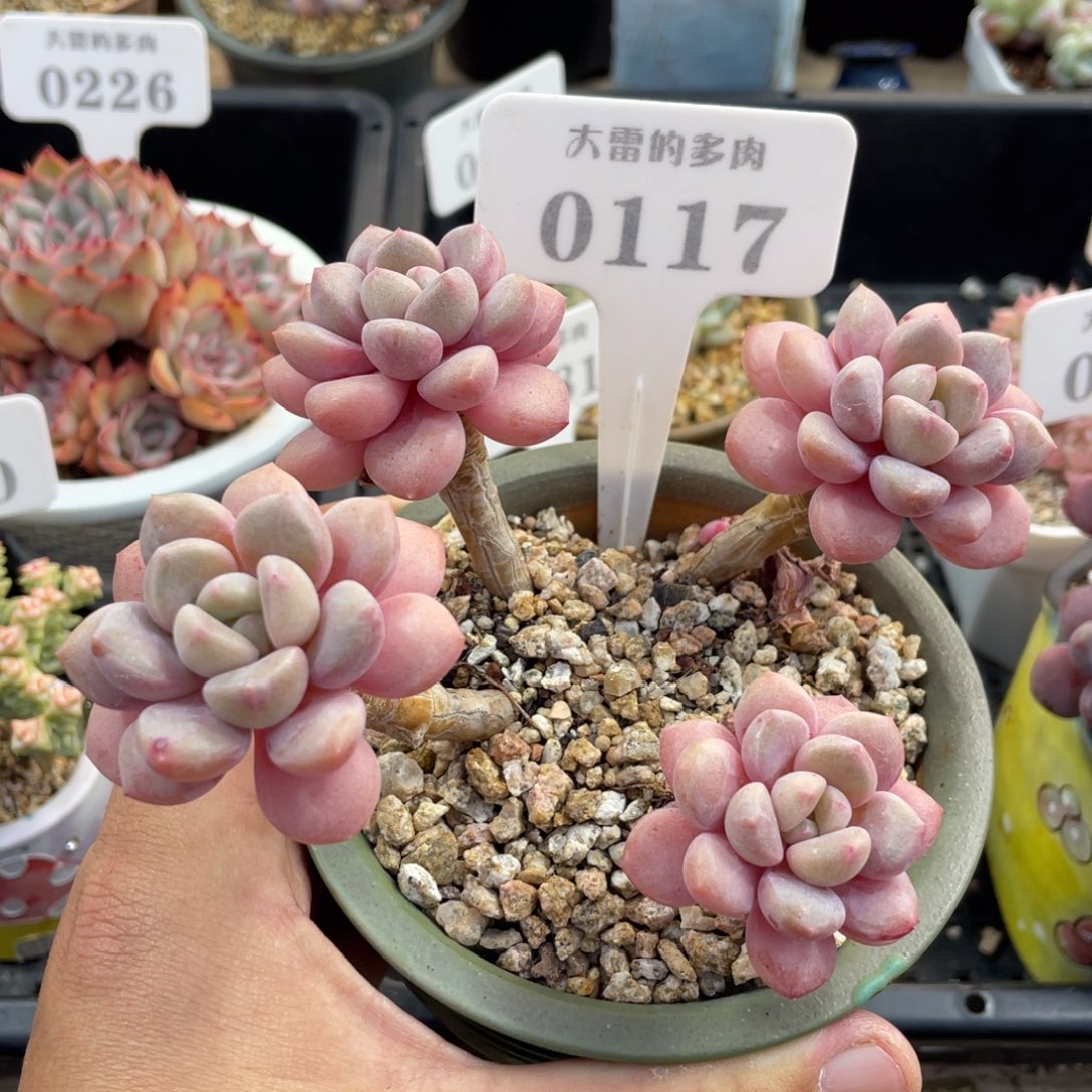 0117白鹭不带盆15厘米