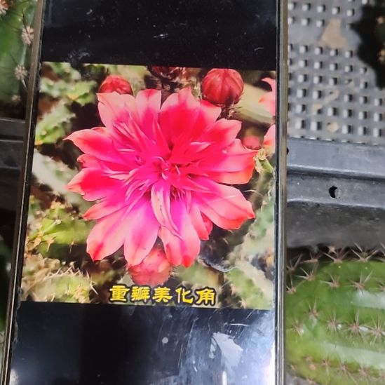 仙人球红花重瓣美花角侧芽