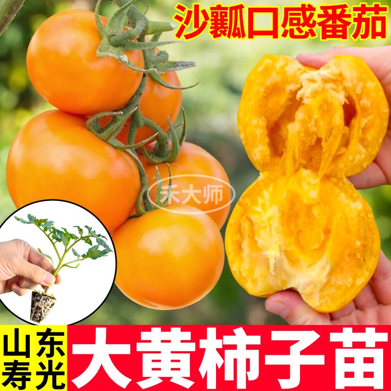 沙瓤超甜大黄柿子秧苗带土球大粉普罗旺斯番茄蔬菜苗四季种植露天