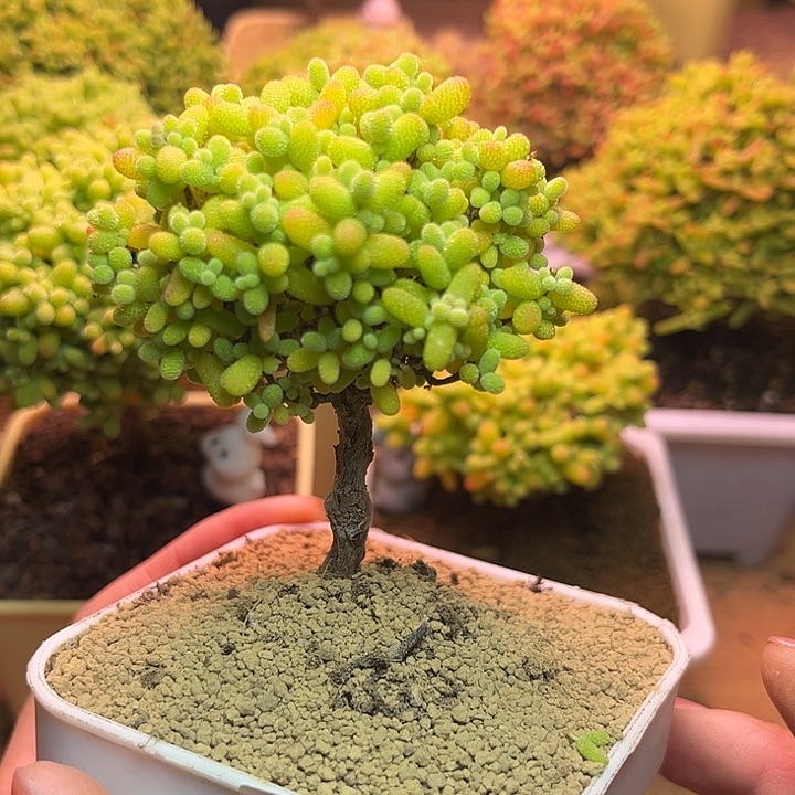 无花朵295金桔糖球