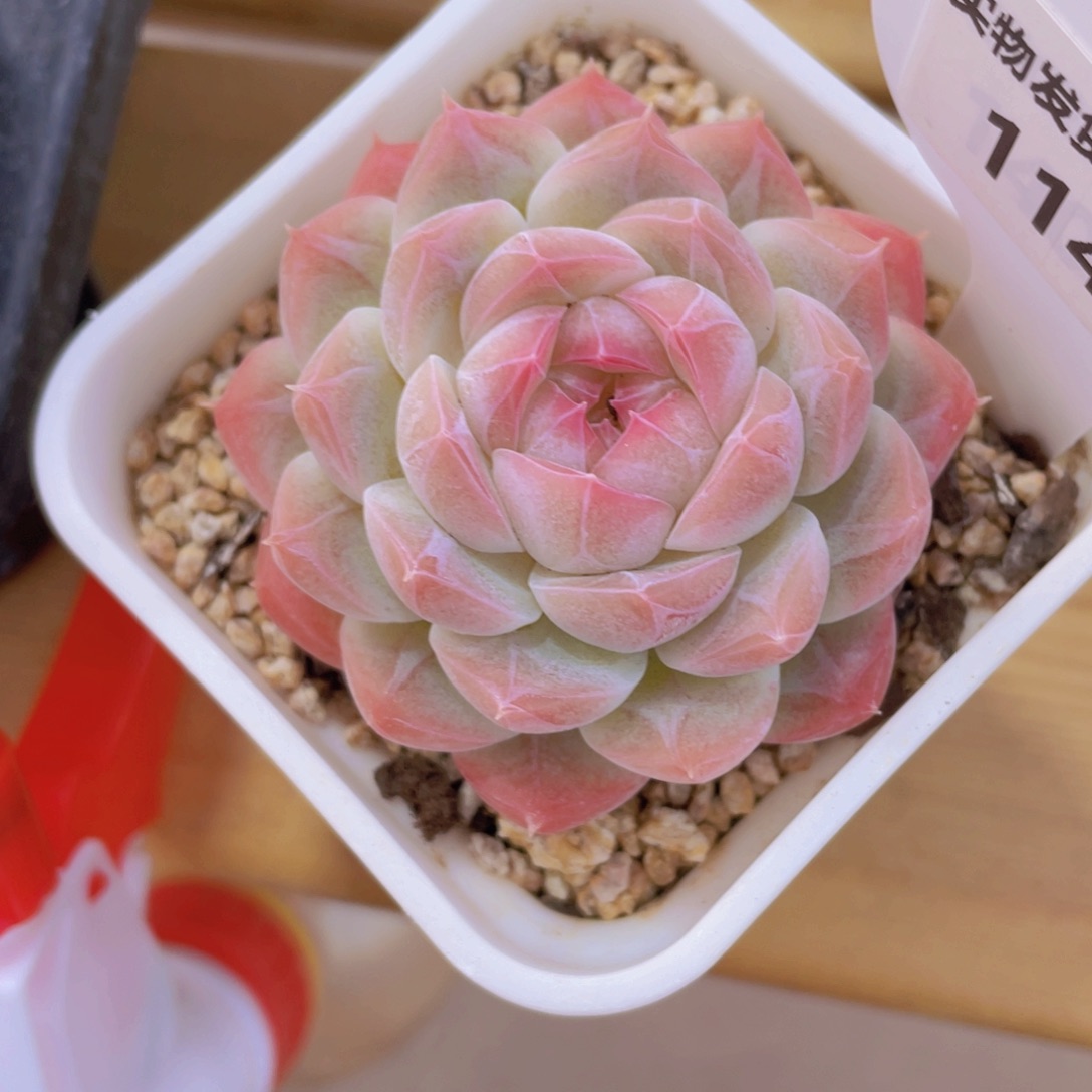 114号 钻石粉白桃带盆