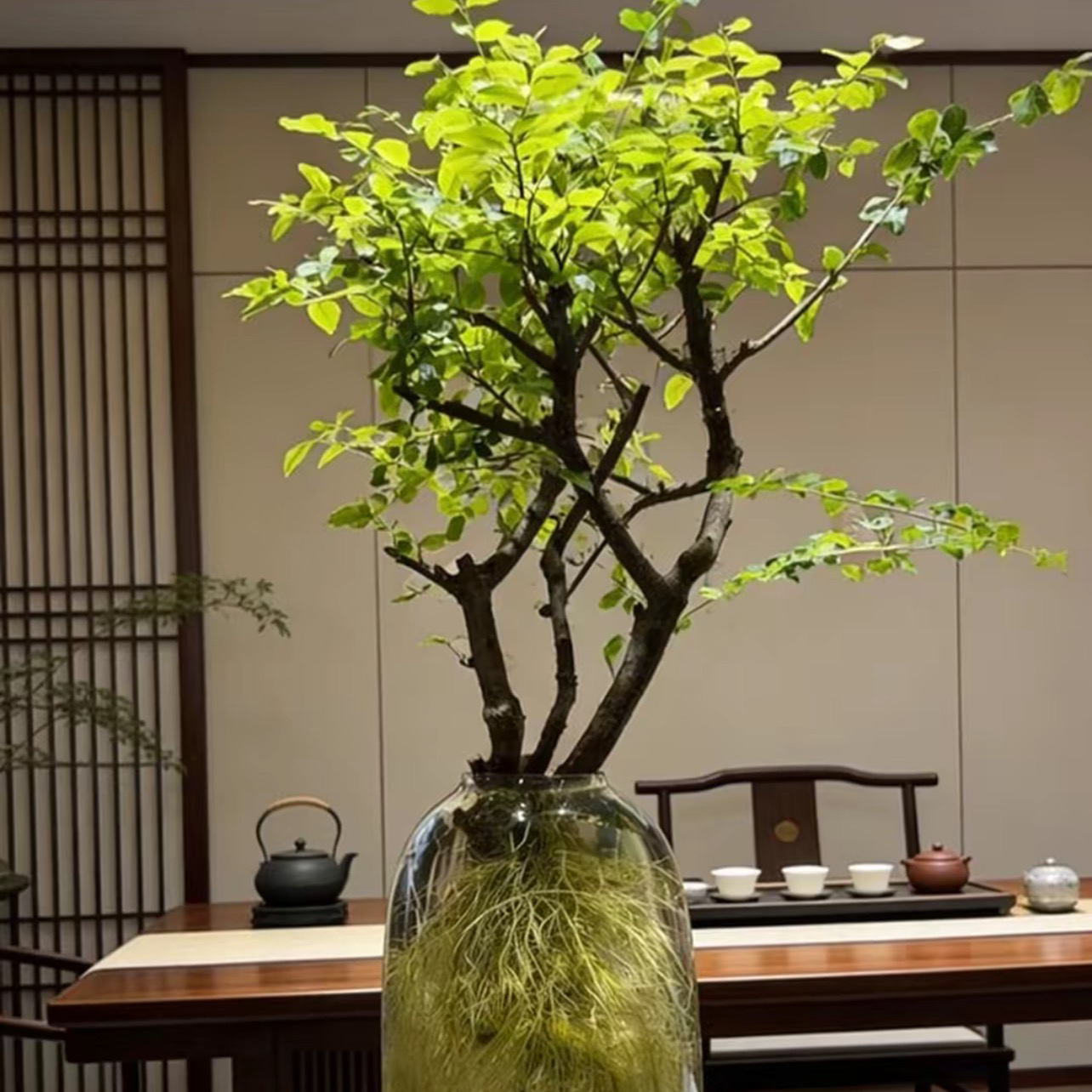 直播间一物一拍小叶女贞与毛叶丁香鲜切枝高端水培花材居家摆件