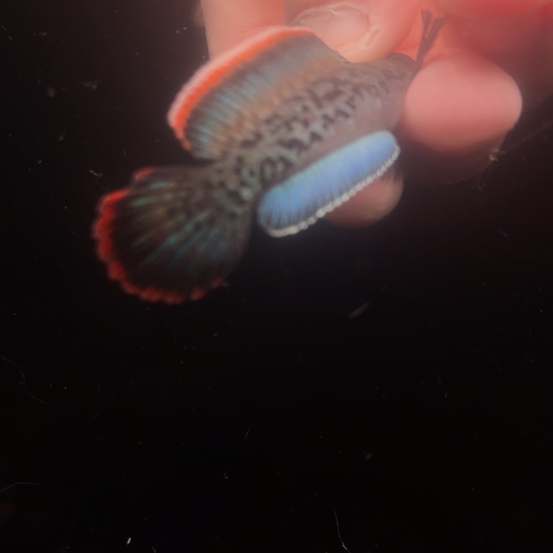 海水鱼鬼王蓝宝石雷龙