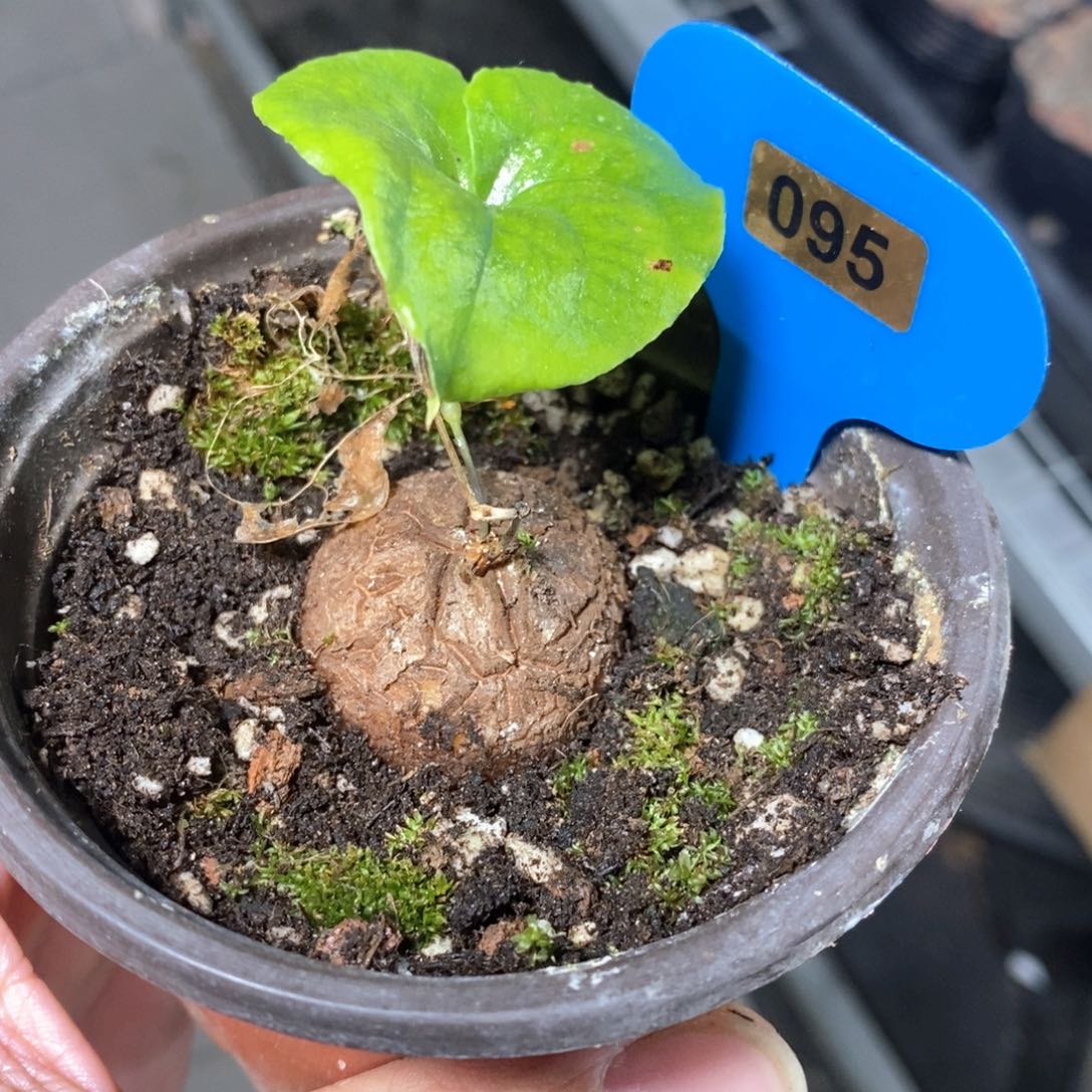 龟甲龙多肉植物一个