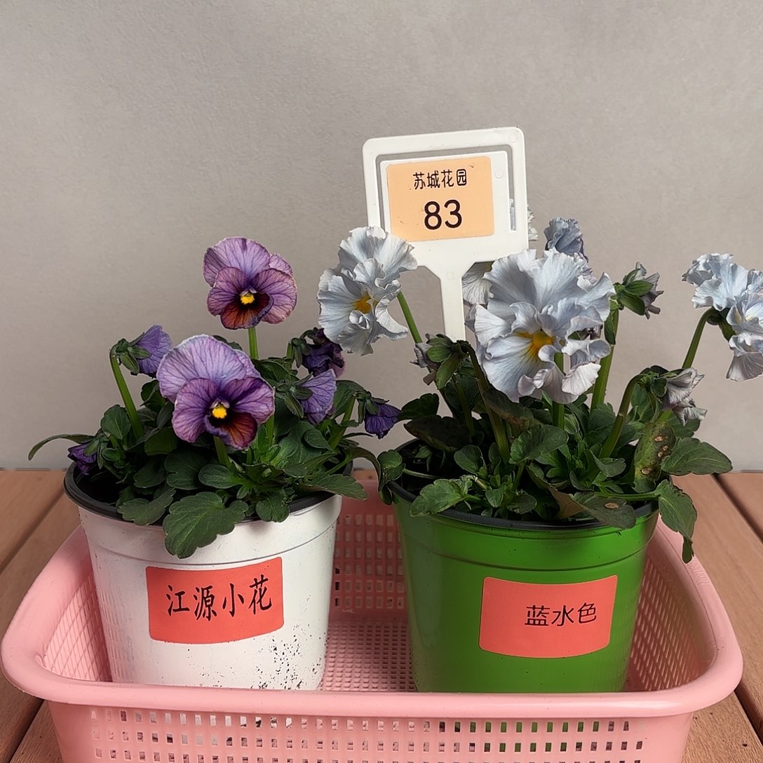 大部分开放少量花苞83