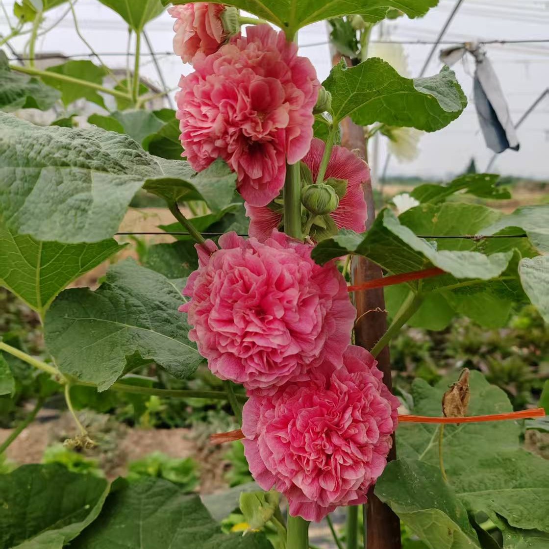 自培育新品种梦幻橙红（花苗）