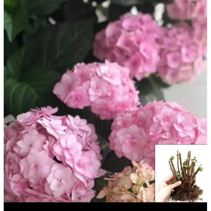 纱织小姐（重瓣系列）