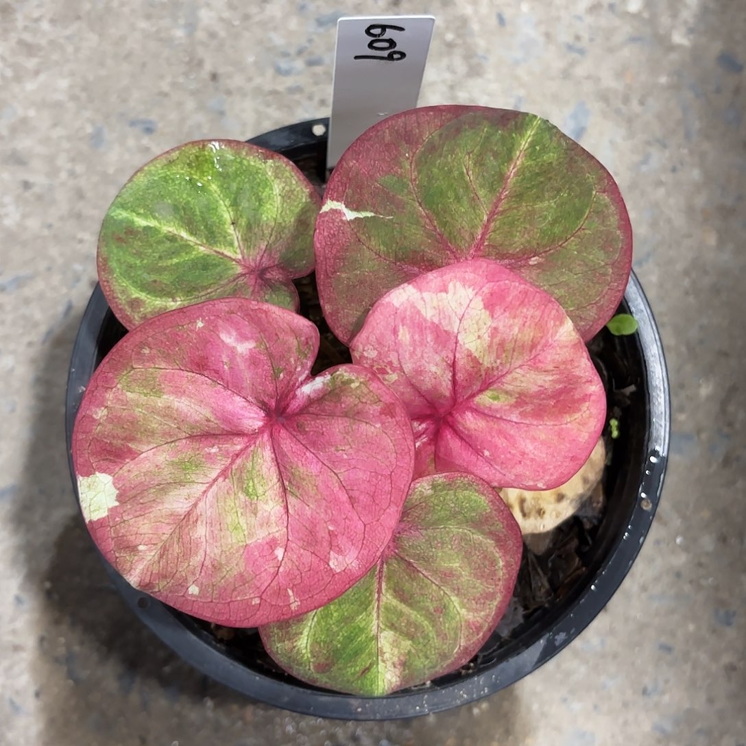 609-0125哈啦吧啦实生彩叶芋泰国发货多肉