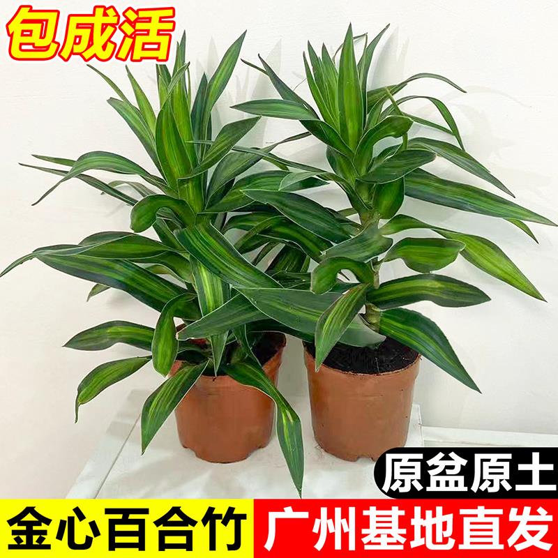 百合竹客真绿植金边百合竹盆栽室内轻奢大型植物办公室桌面小盆景